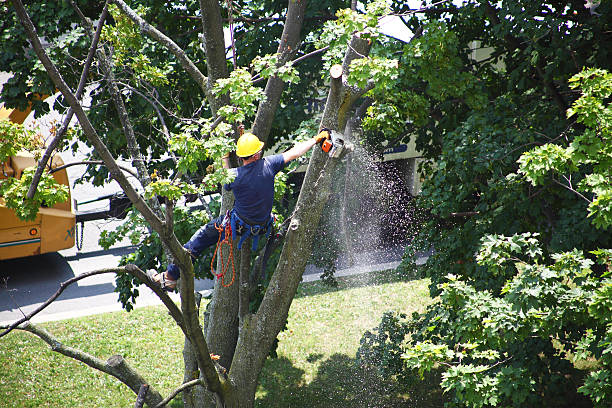 Best Palm Tree Trimming  in USA